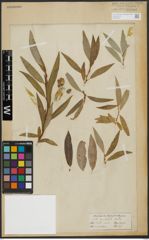 Foto von Salix acutifolia Willd.